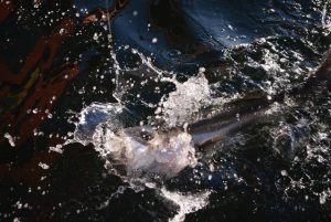 seabus_02