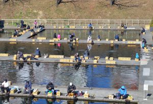 crucian_carp02